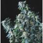 Amnesia Gold Regular (x7)